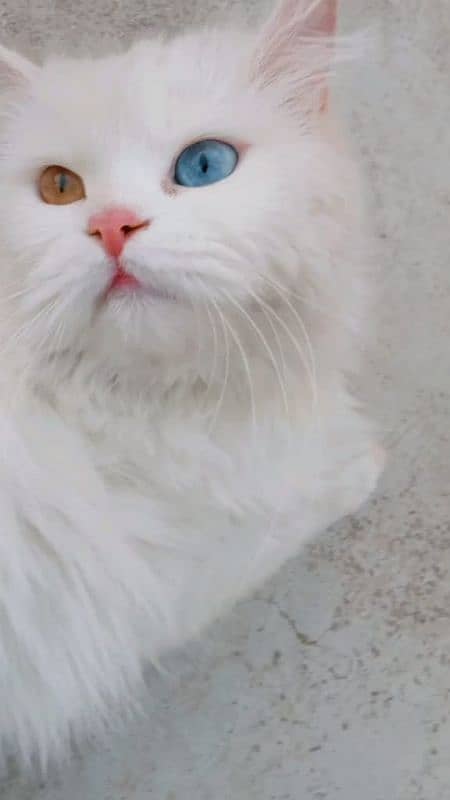 persion car turish angora tripple cot odd eyes 2
