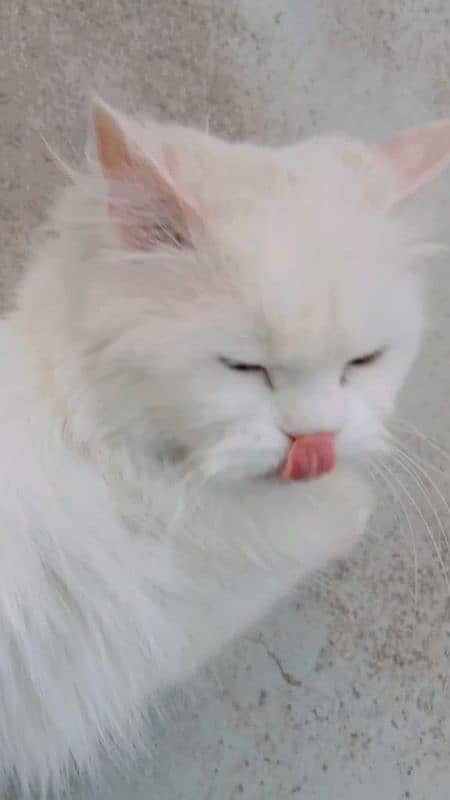 persion car turish angora tripple cot odd eyes 3