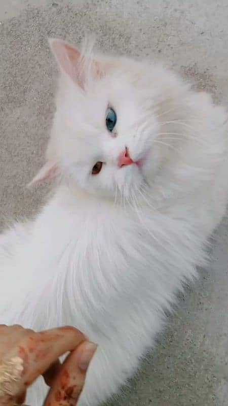 persion car turish angora tripple cot odd eyes 4