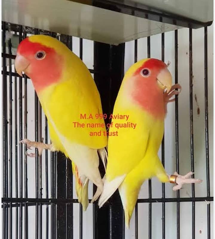 Common lutino pair with 2 chicks 0