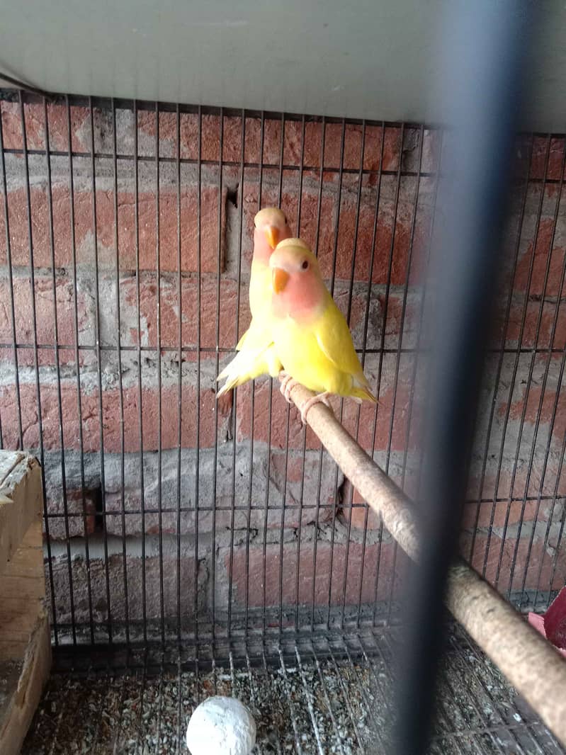 Common lutino pair with 2 chicks 1