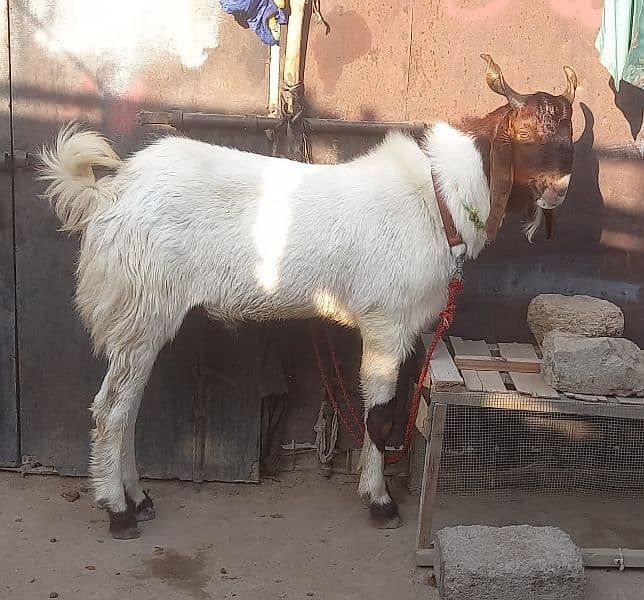 Breeder Jamboo Size Bakra Urgent for Sale 0