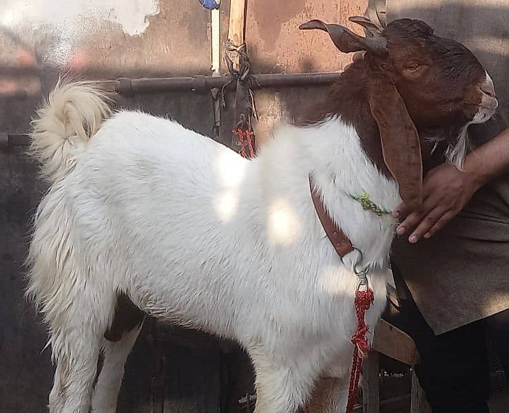 Breeder Jamboo Size Bakra Urgent for Sale 1