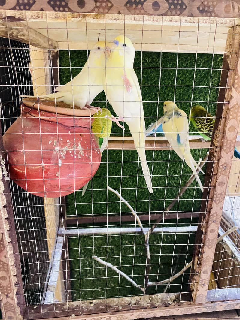 Red eyes Australian parrots 1