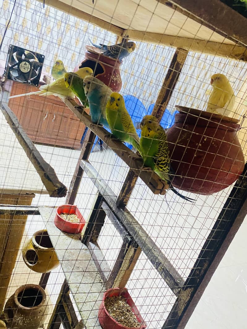Red eyes Australian parrots 4
