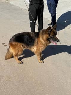 German