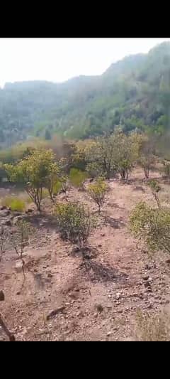 agriculture