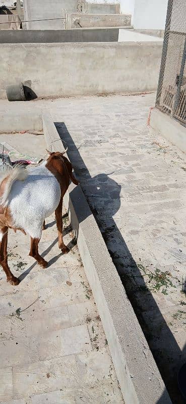 Bakra Bakri for sell demand 125k 3