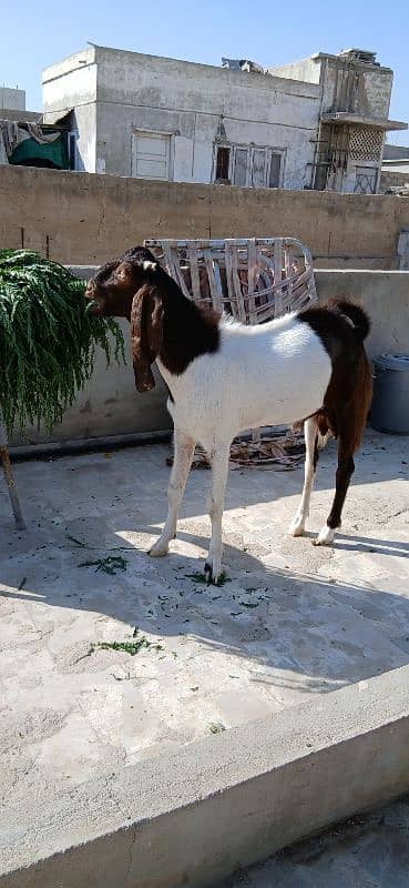 Bakra Bakri for sell demand 125k 4