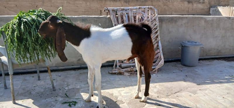 Bakra Bakri for sell demand 125k 5