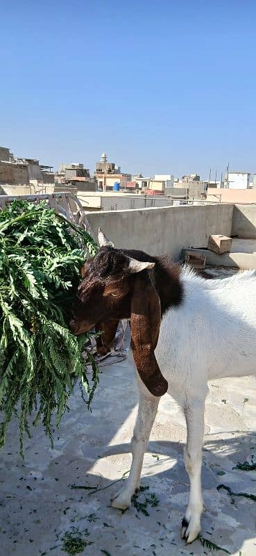 Bakra Bakri for sell demand 125k 6