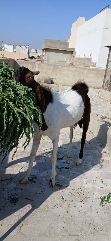Bakra Bakri for sell demand 125k 7