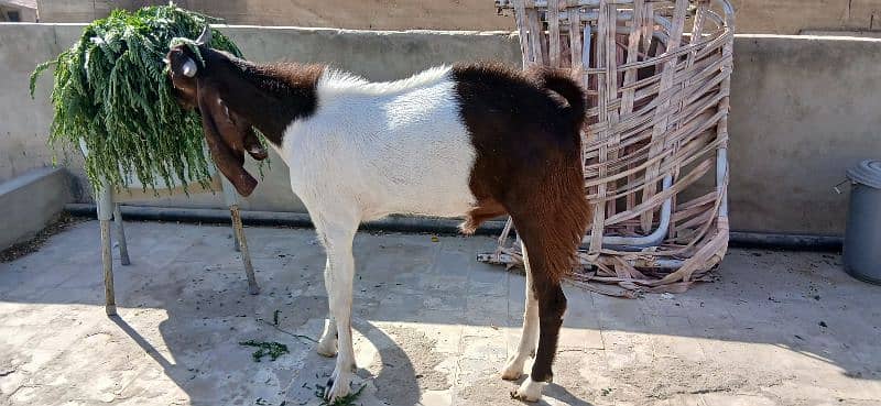 Bakra Bakri for sell demand 125k 8