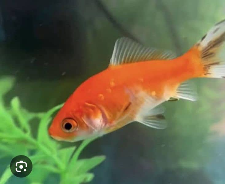 Fishes For Sale 1