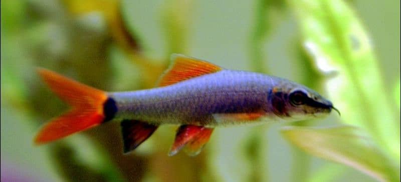 Fishes For Sale 0