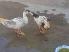 duck