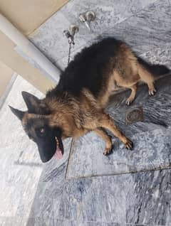 garmen shaped Male helthy active  Dog stock cod