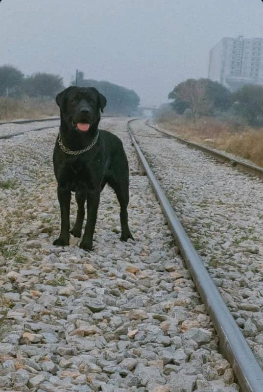 Labrador Available For Stud 0