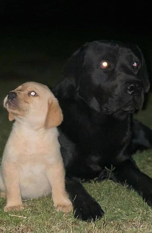 Labrador Available For Stud 2