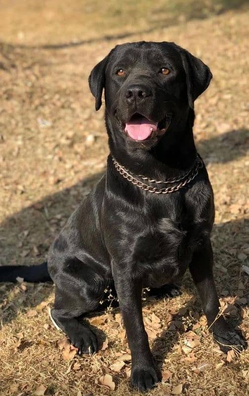 Labrador Available For Stud 3