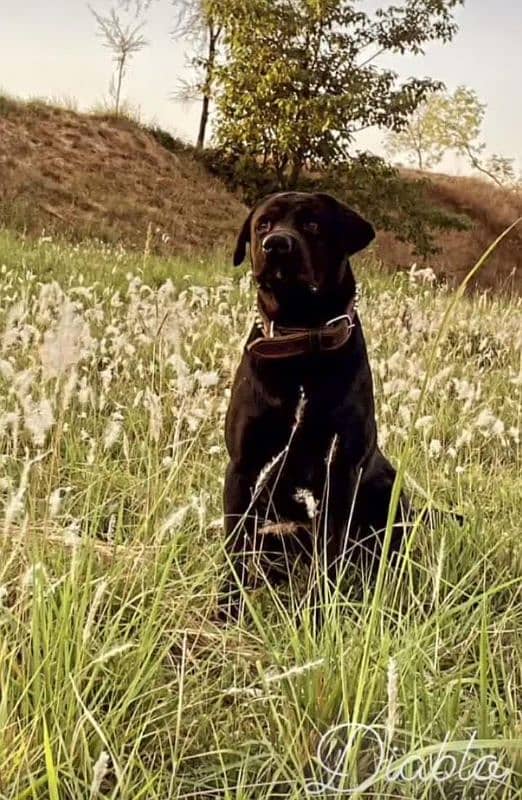 Labrador Available For Stud 4