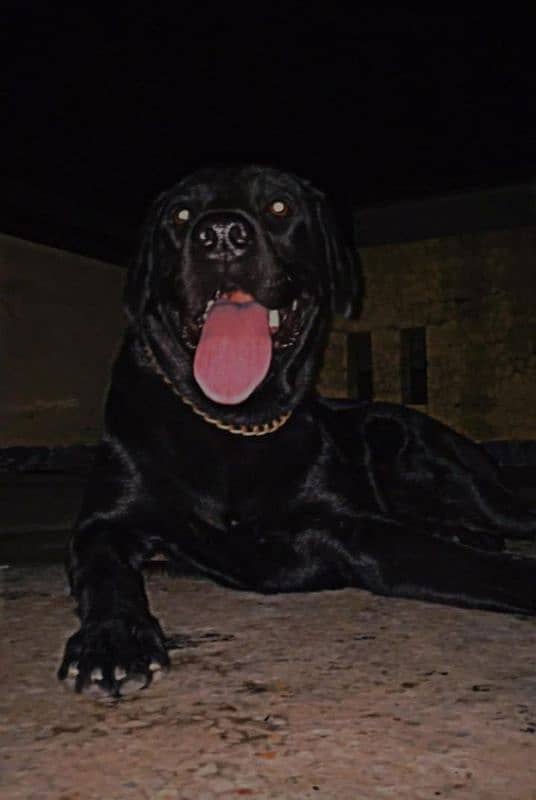 Labrador Available For Stud 5