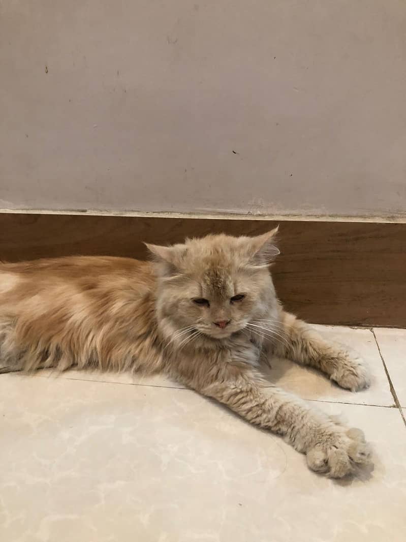 Beautiful Persian Ginger Cat for Sale – Healthy & Fluffy Companion 0