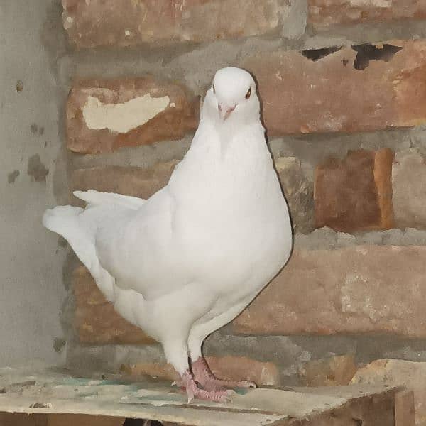 king pegion 0