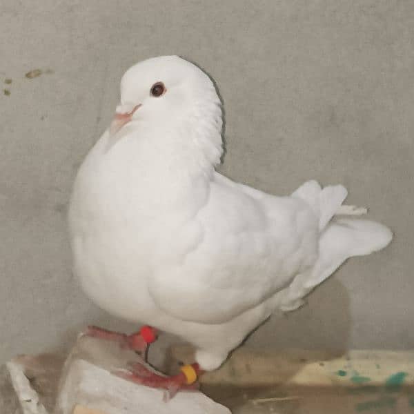 king pegion 1