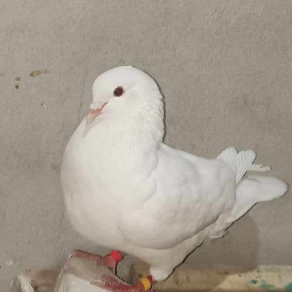 king pegion 2
