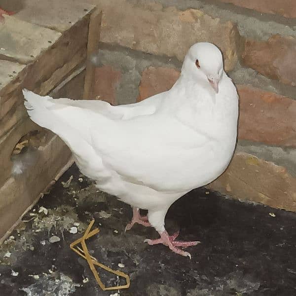 king pegion 3