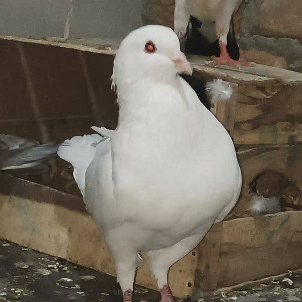 king pegion 4