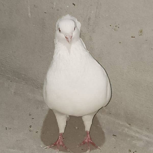 king pegion 5