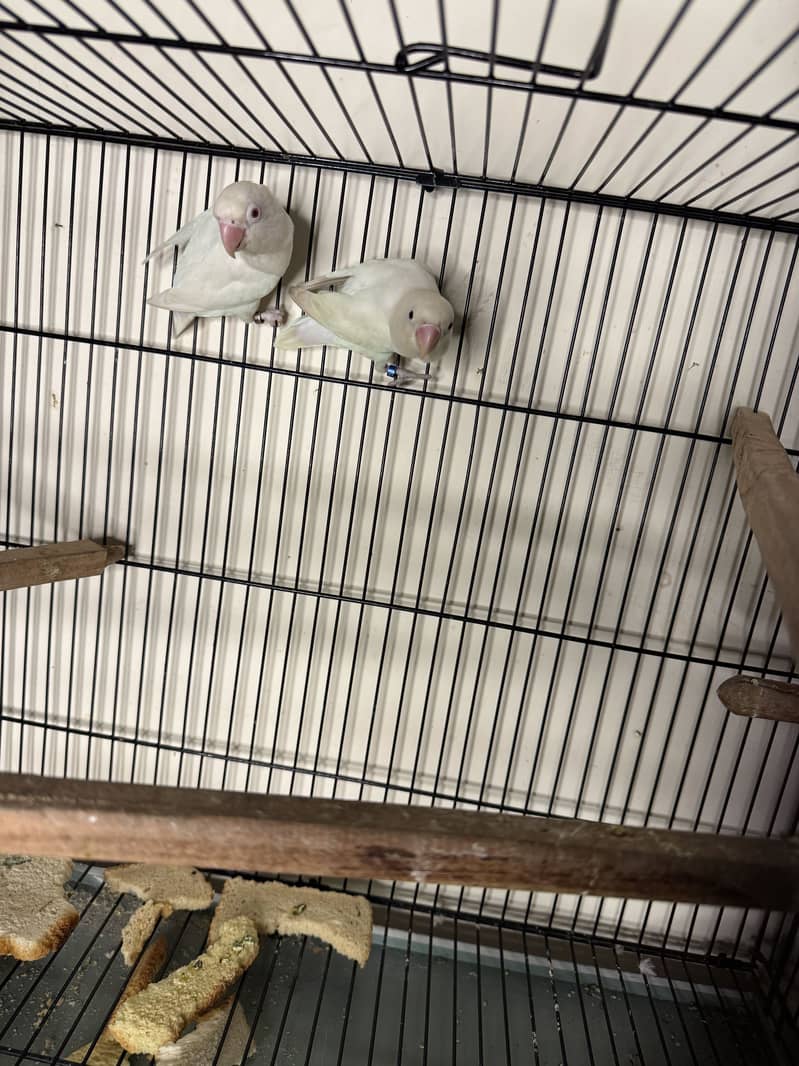 Lovebird 1
