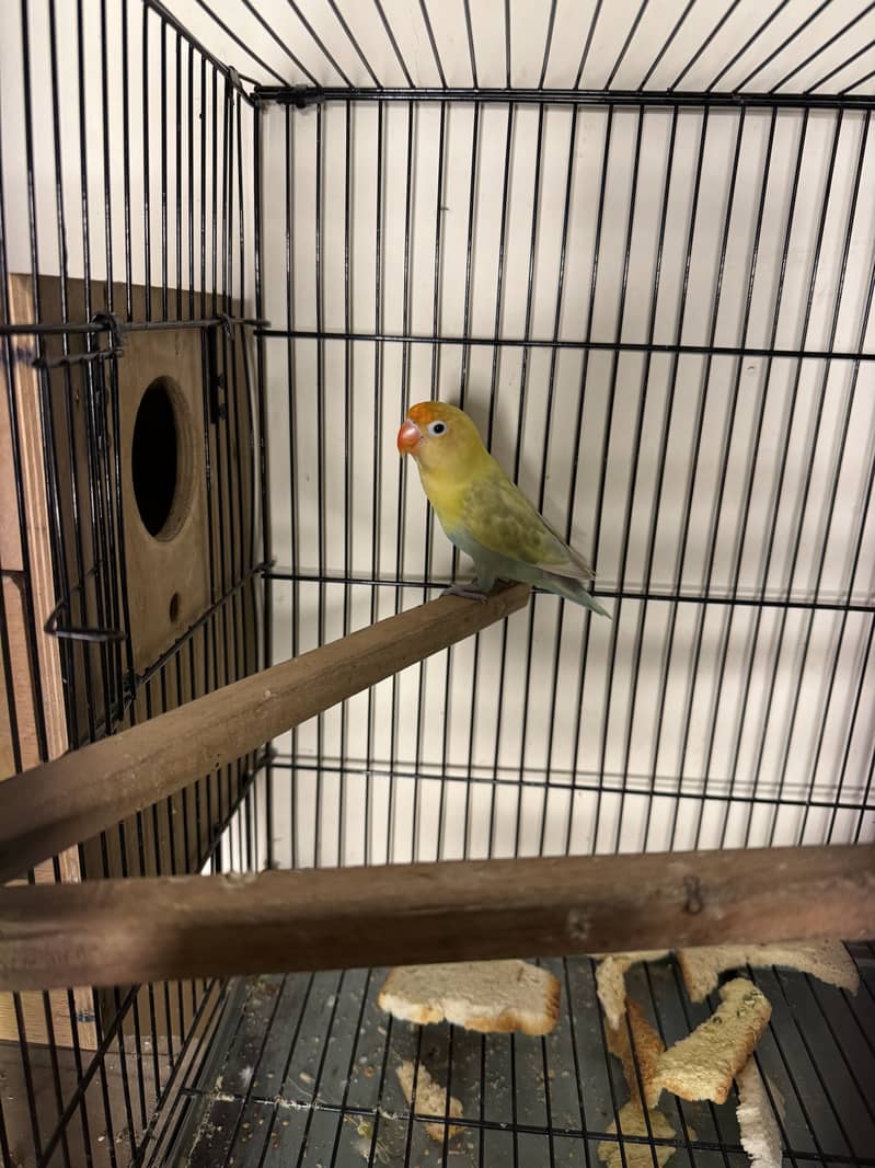Lovebird 3