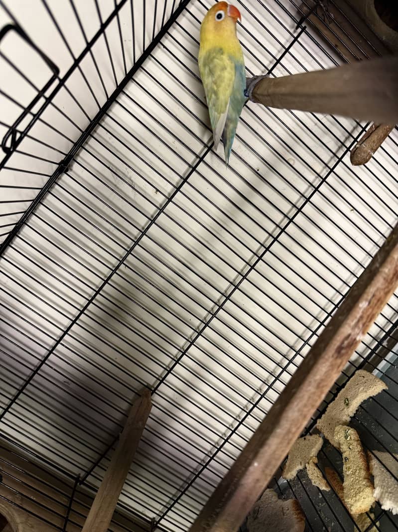 Lovebird 4