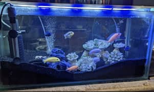 fish aquarium
