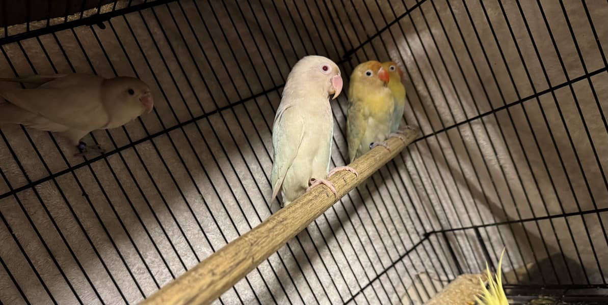 Lovebird 0