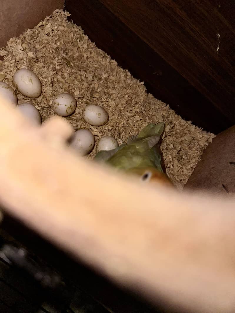 Lovebird 5