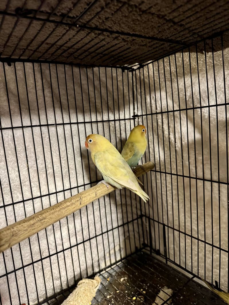 Lovebird 6