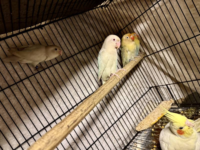 Lovebird 7