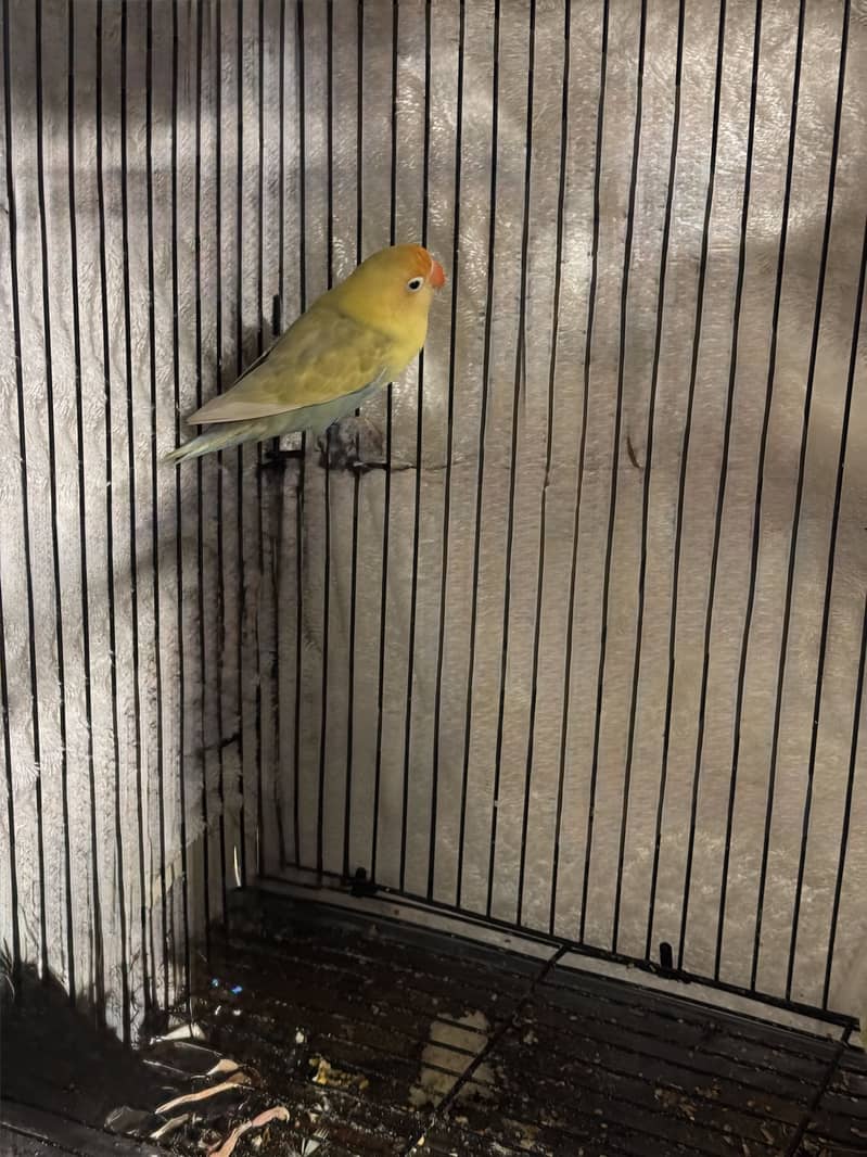 Lovebird 8