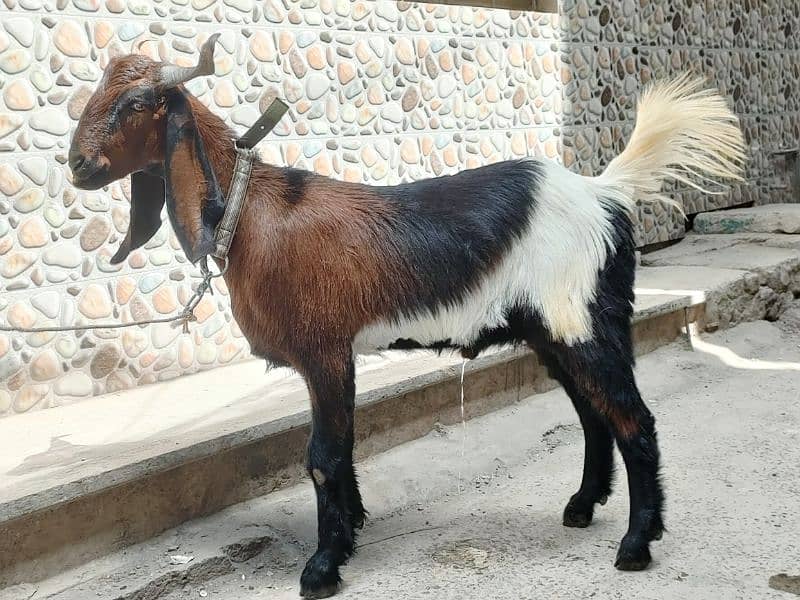 Desi Goat For Sale | Pure Khassi bakra | donda 0