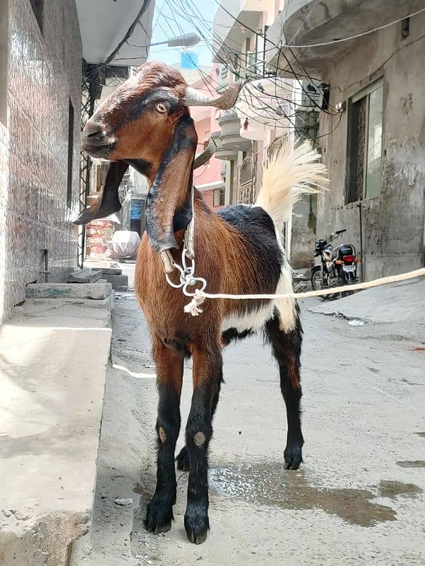 Desi Goat For Sale | Pure Khassi bakra | donda 1