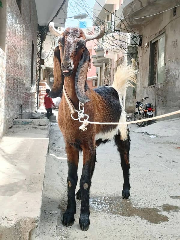 Desi Goat For Sale | Pure Khassi bakra | donda 2