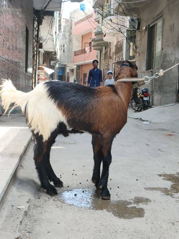 Desi Goat For Sale | Pure Khassi bakra | donda 3