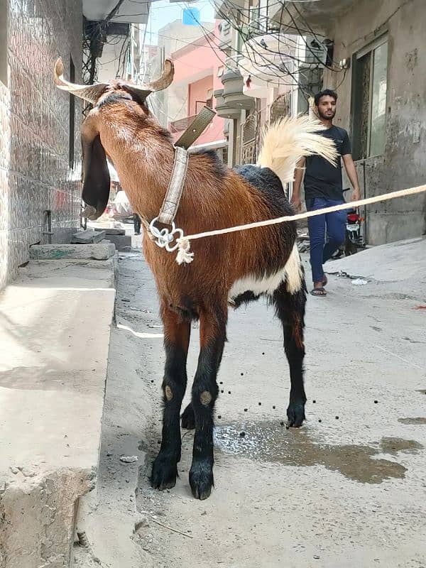 Desi Goat For Sale | Pure Khassi bakra | donda 4