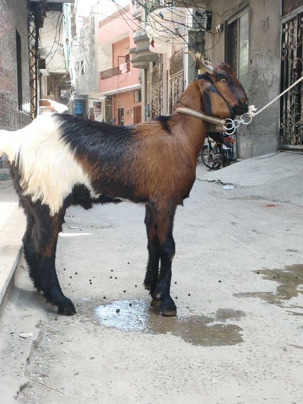 Desi Goat For Sale | Pure Khassi bakra | donda 5
