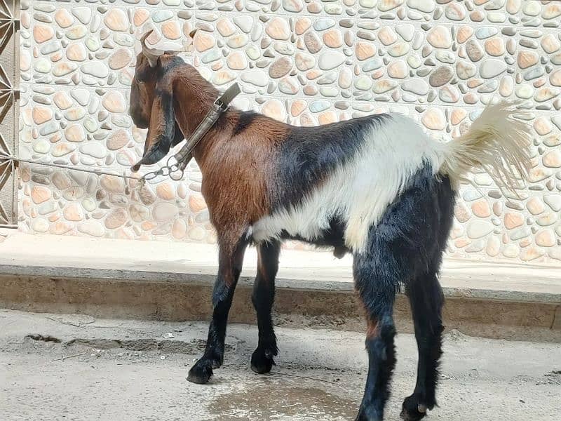 Desi Goat For Sale | Pure Khassi bakra | donda 6