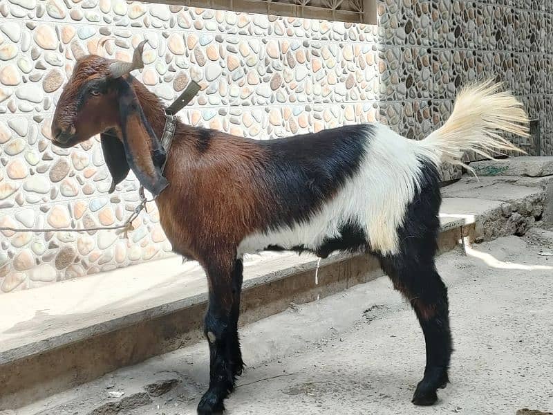 Desi Goat For Sale | Pure Khassi bakra | donda 7